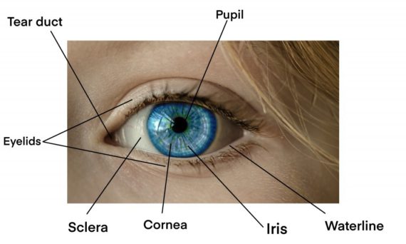 How to draw anime eyes front view – different styles, ages, male and ...