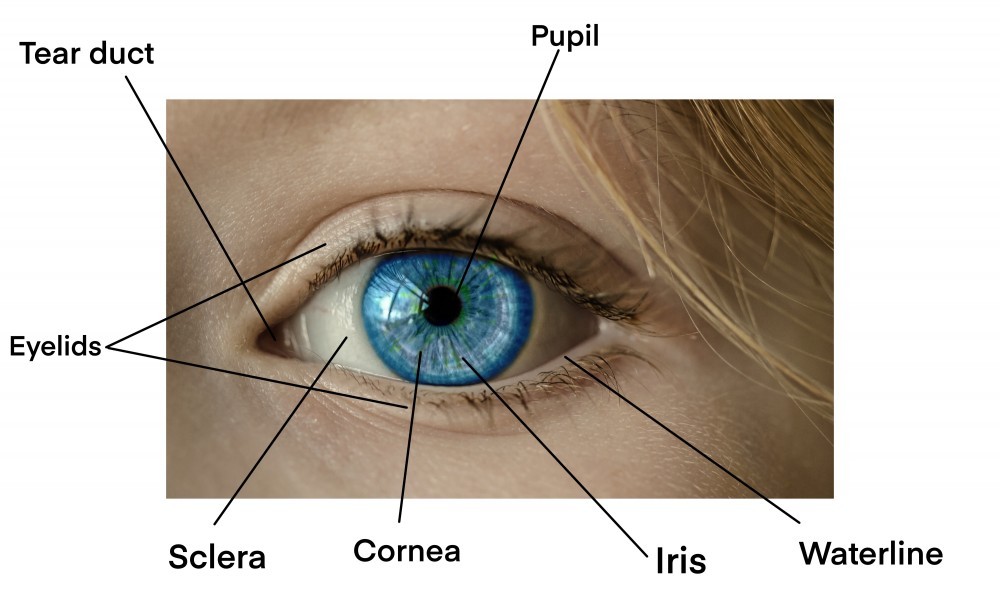 Anime Eyes Throughout The Ages, Anime / Manga